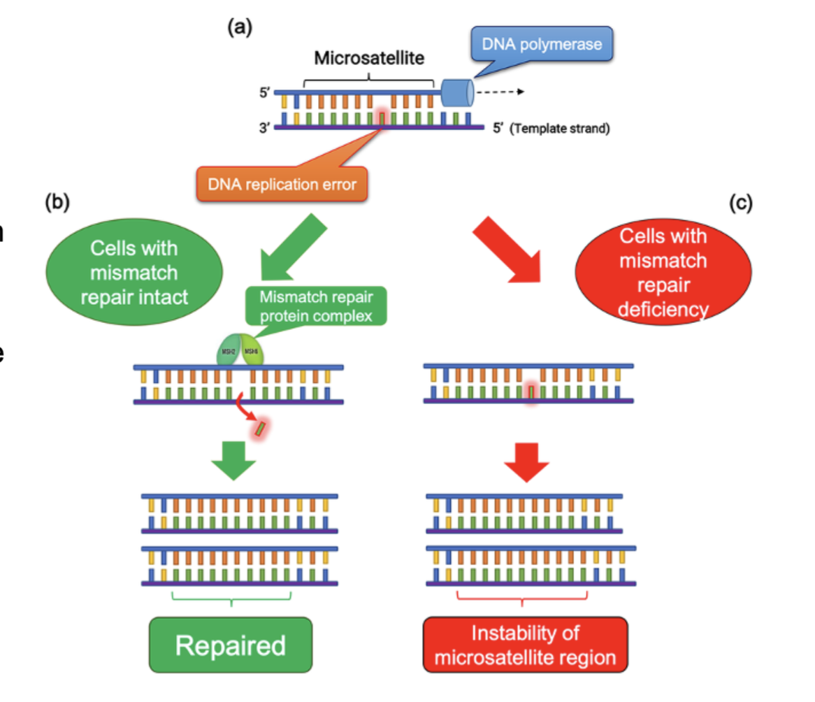 <p>DNA replication at MSI regions is due to polymerase slippage during replication. dMMR fails to eliminate replication errors, leading to MSI. </p>