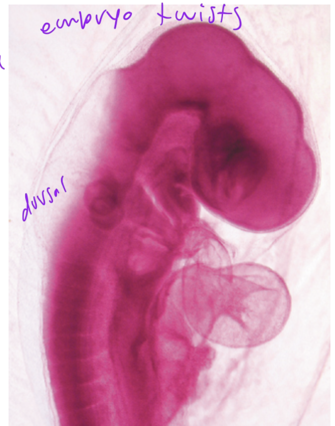 <p>twist into its side</p>