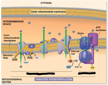 <ul><li><p>The potential energy of the H+ concentration gradient is used to make ATP</p></li><li><p>H+ atoms are driven back down to their concentration gradient through the enzyme complex <strong>ATP synthase</strong></p></li><li><p>Phosphorylates ADP to ATP</p></li></ul><p></p>