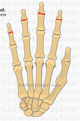 <p>Name Joints</p>