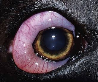 <p>Chemosis</p>