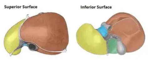 <p>What are the four anatomical lobes of the liver?</p>