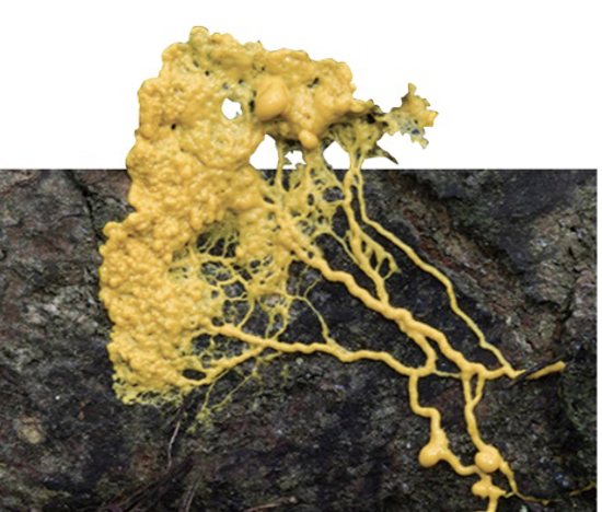 <ul><li><p>exist as plasmodium - a diploid and multinucleated cytoplasmic mass enveloped by a slime sheath that creeps along phagocytizing decaying plans material in forests and fields </p><ul><li><p>many develop sporangia during unfavorable conditions such as drought and will help them survive until moisture is sufficient for germination </p><ul><li><p>Spores release a haploid flagellated cell or haploid amoeboid cell, which can fuse to form a zygote</p></li></ul></li></ul></li></ul><p></p>
