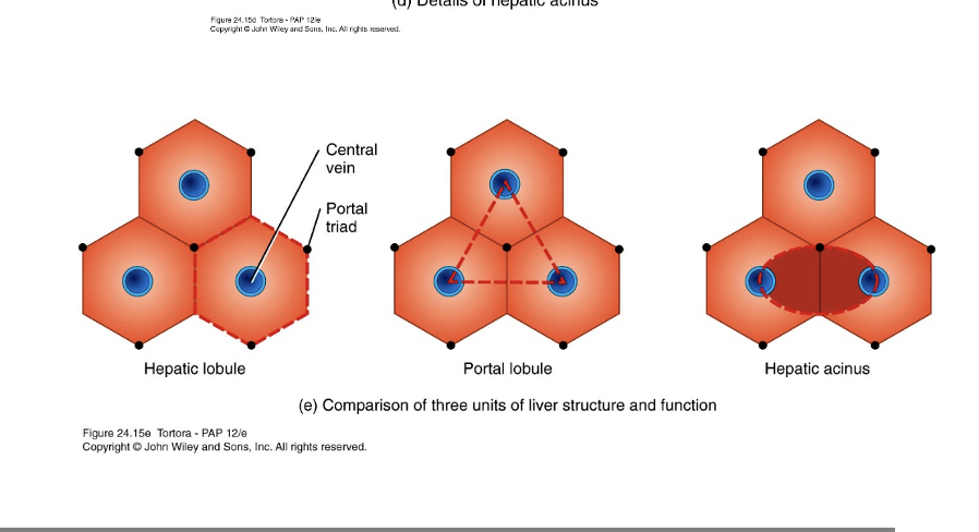 <p><mark data-color="rgba(0, 0, 0, 0)" style="background-color: rgba(0, 0, 0, 0); color: inherit;">the functional, diamond-shaped unit of the liver that models blood flow, oxygen gradients, and metabolism</mark></p>