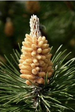 <p>Kingdom:</p><p>Clade:</p><p>Phylum:</p><p>Name of Structure:</p><p>Ploidy:</p>