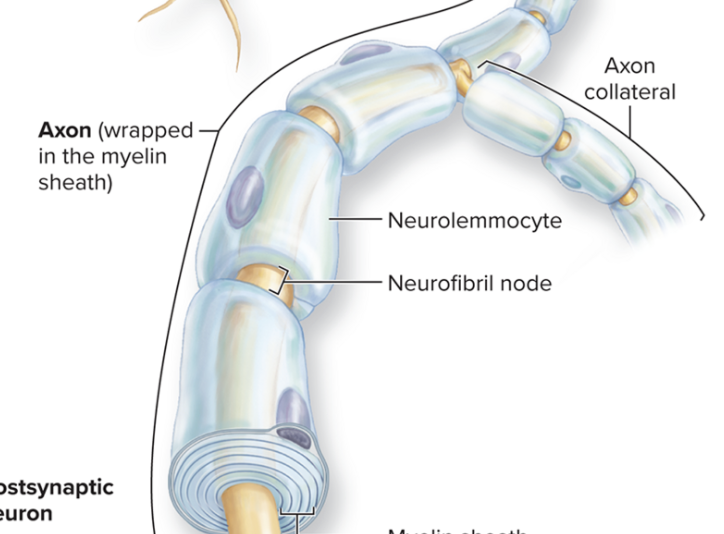 <p>What are nodes?</p>