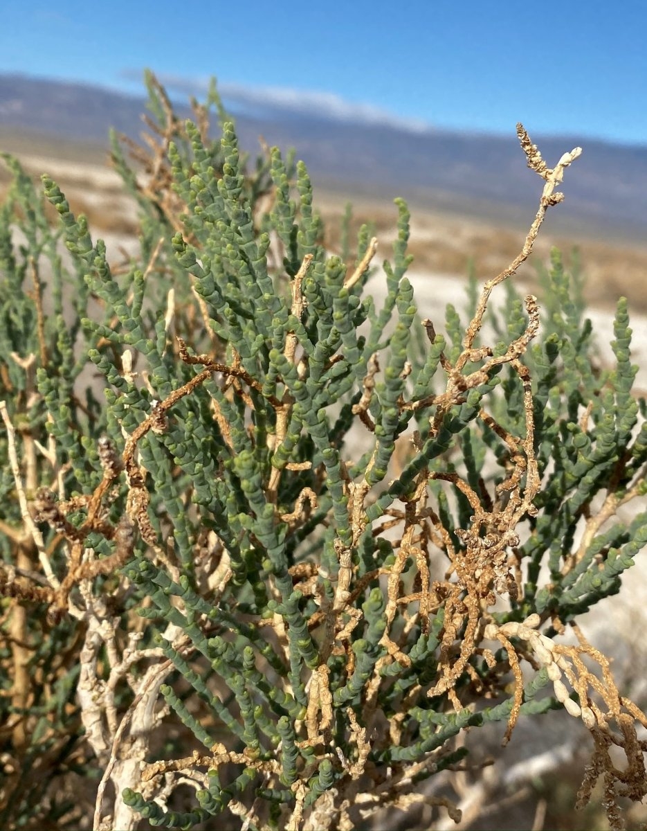 <p>Iodine Bush / Allenrolfea occidentalis</p>