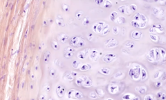 <p>identify the tissue</p>