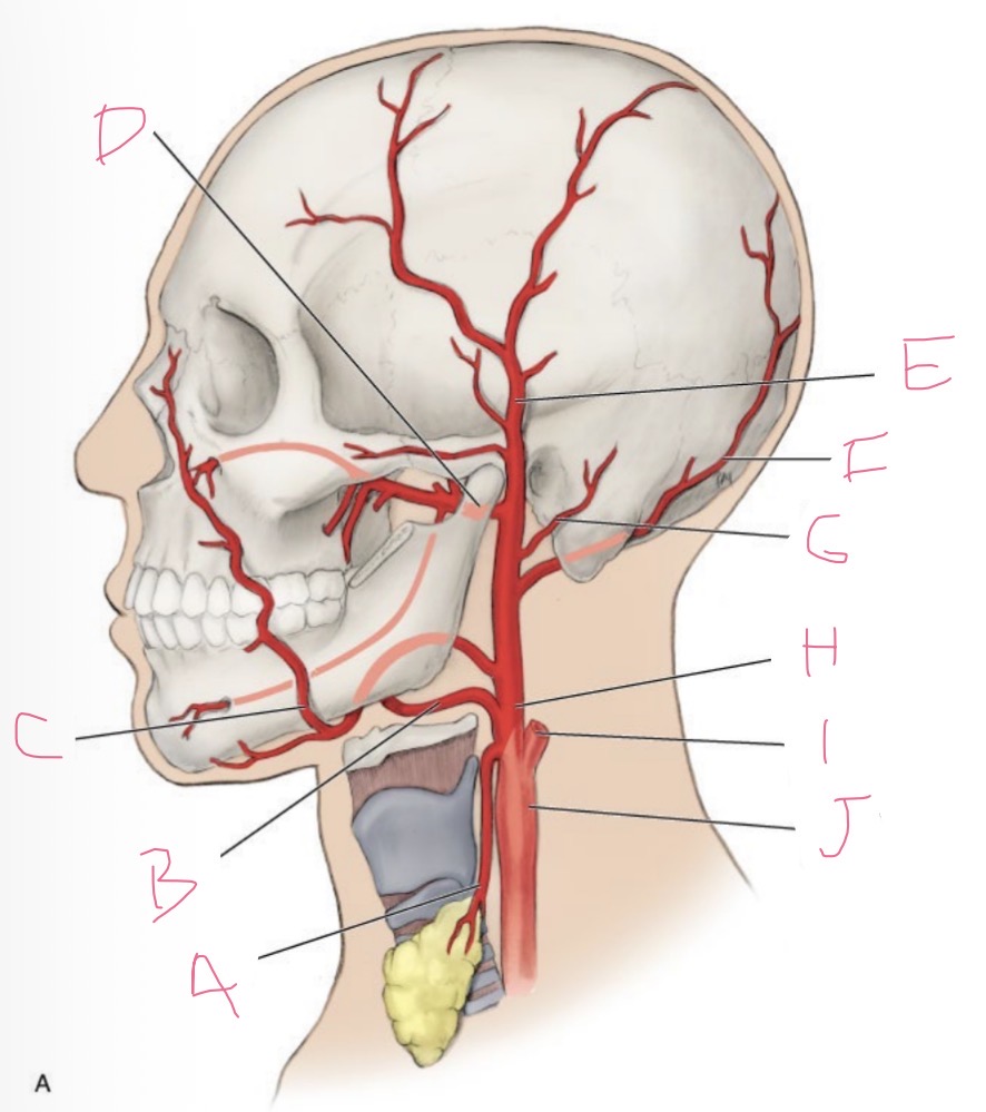 <p>I</p>
