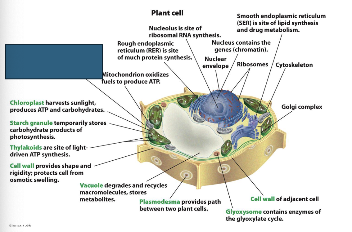 term image