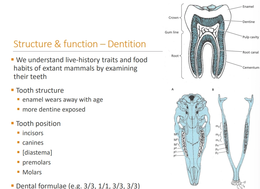 <ul><li><p>carnivores and herbivores have different tooth layouts/structures as well as jaw movements</p></li></ul><p>these all evolved from a small, insectivorous mammalian ancestor</p><ul><li><p><strong>carnivore </strong>jaw muscles favour <strong>vertical </strong>movement- <strong>shearing</strong></p></li></ul><ul><li><p><strong>herbivore </strong>jaw muscles favour <strong>horizontal </strong>movement- <strong>grinding</strong></p></li><li><p><strong>omnivore</strong> jaw movement facilitates both- <strong>crushing</strong></p></li></ul><p></p>