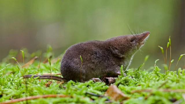 <p>A small creature with tiny eyes, small ears and a long nose, giving its face a pointy shape. Its fur is dense and velvety, the colouring is dark brown on its back, grey or silver underneath, and pale brown on the sides.  </p>