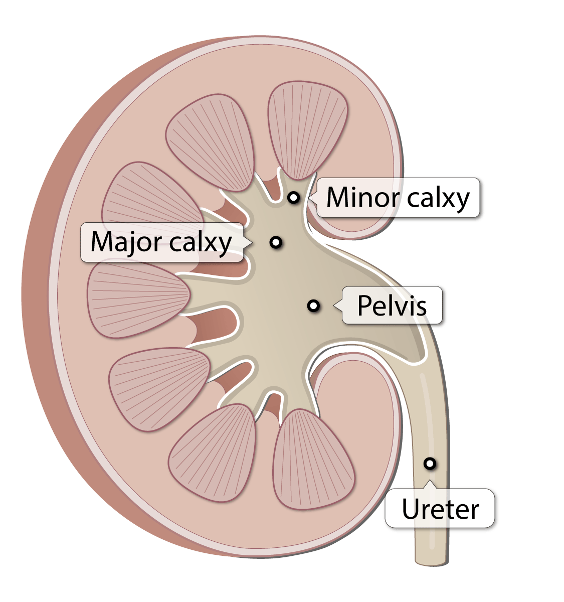 <p>diagram of renal pelvis</p>