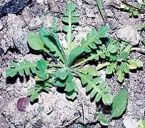 <p>Identify the weed</p>