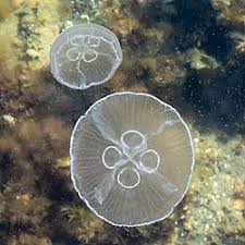 <p>What phylum, class, and genus is this?</p>