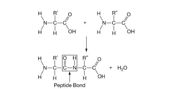 <p>A polypeptide is polymer of amino acids held together by peptide bonds. The process of dehydration synthesis creates these peptide bonds, as shown in Figure 1.<br>As shown in Figure 1, an amino acid must have which of the following properties in order to be incorporated into a polypeptide?</p><p><strong>A) </strong>The ability to remain stable in the presence of water molecules</p><p><strong>B) </strong>An R-group that is compatible with the of the last amino acid incorporated</p><p><strong>C) </strong>A central carbon atom that reacts with a nitrogen atom to form the peptide bond</p><p><strong>D) </strong>The ability to form a covalent bond with both its NH2 group and its COOH group</p>