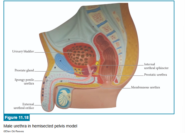<p>correct answers</p>