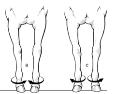 <p>What are these conformational faults and what can it lead to?</p>
