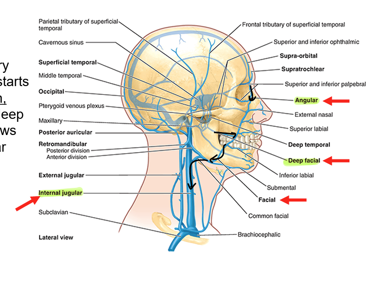 <ul><li><p><strong>facial vein</strong></p><ul><li><p>primary drainage of face</p></li><li><p>starts at<strong> angular vein</strong></p></li><li><p>collects from <strong>deep facial vein</strong></p></li><li><p>flows into<strong> internal jugular vein</strong></p></li></ul></li></ul><p></p>