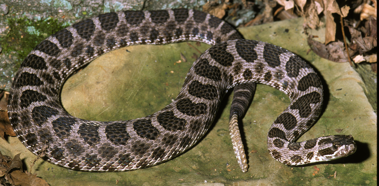 <p>Family Viperidae </p>