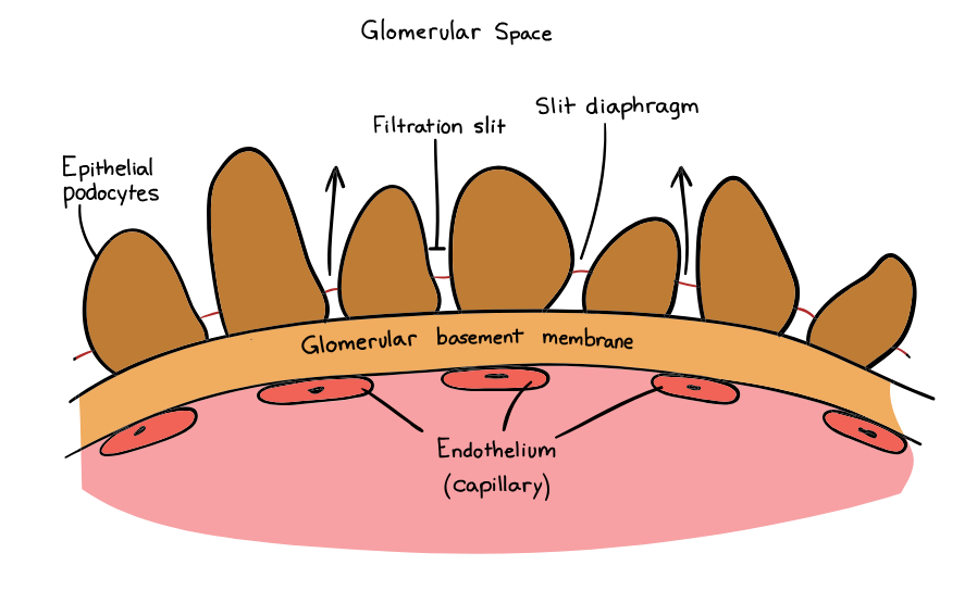 <p>Answer: Fenestrated capillary endothelium → basement membrane → epithelial podocytes.</p><p>Extra Information:</p><ul><li><p>The basement membrane contains type IV collagen.</p></li><li><p>Together, these layers form a size-selective filtration barrier.</p></li></ul><p></p>