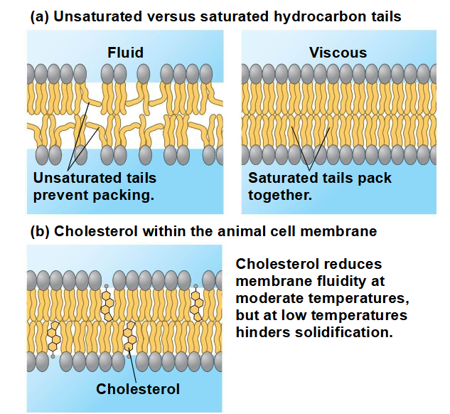 <p>37°C => cholesterol de beweging van de fosfolipiden af </p><p>lage temperaturen => cholesterol zorgt ervoor dat de fosfolipiden vloeibaar blijven door te voorkomen dat de moleculen te dicht op elkaar gaan zitten</p><p>planten gebruiken verwante steroïde lipiden om de vloeibaarheid van het membraan te reguleren !!</p>