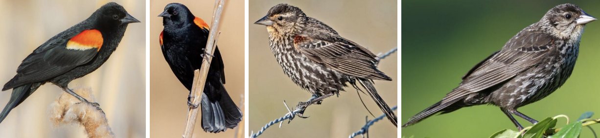 <ul><li><p><span style="background-color: transparent;"><strong>Habitat:</strong> breeding season- wet places like fresh/saltwater marshes, also drier- fallow fields and sedge meadows, occasionally nest in wooded areas along waterways, fall/winter- ag fields, feedlots, pastures, and grasslands</span><span>&nbsp;</span></p></li><li><p><span style="background-color: transparent;"><strong>Diet:</strong> mainly insects in summer and seeds (including corn and wheat) in winter, fall/winter- weedy seeds like ragweed and cocklebur, also waste grains and native sunflowers</span></p></li><li><p><span style="background-color: transparent;"><strong>Characteristics:</strong> robin sized, stocky, broad shouldered, hump-backed silhouette while perched, males- black with red and yellow shoulder badges, females- look like big dark sparrows (darkish brown, paler breast) with orange tingeing toward face, slender conical beak, medium length tail</span></p></li></ul><p></p>