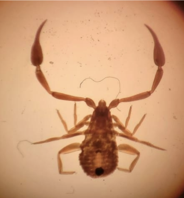 <p>Phylum: Arthropoda</p><p>Subphylum: Chelicerata</p><p>Class: Arachnida</p><p>Common name: Pseudoscorpion</p>