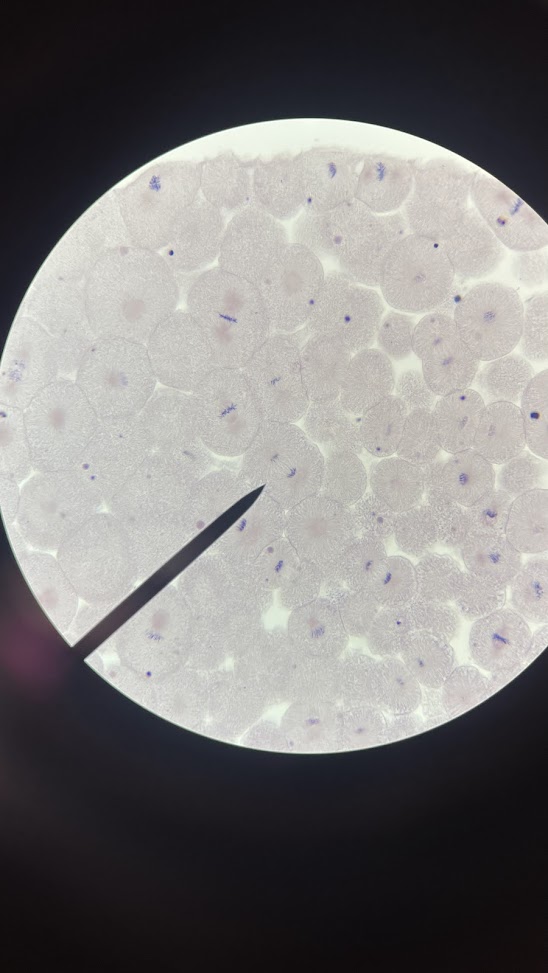 <p>stage of cell cycle</p>