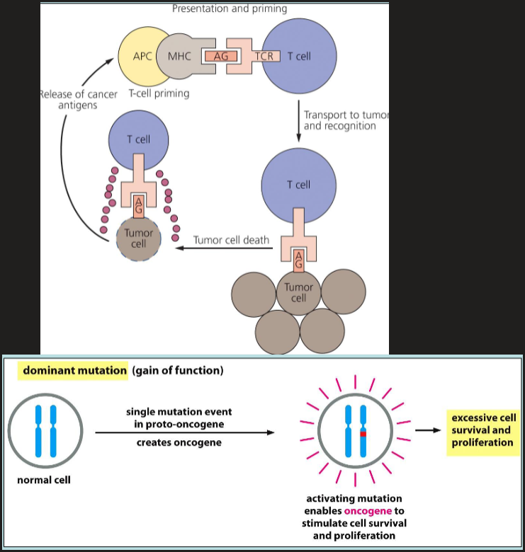 <p>dominant mutation converts proto-oncogenes into oncogenes</p>