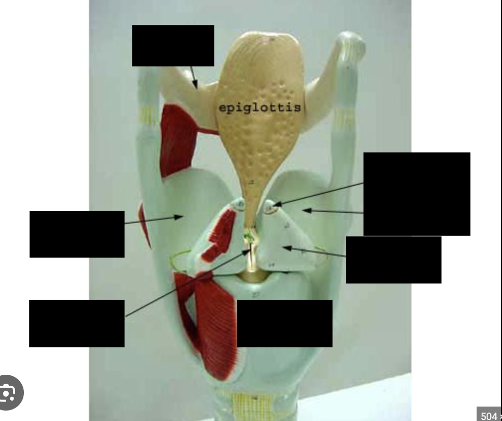 <p>Elastic cartilage flap that closes over the larynx during swallowing to prevent food entering airway.</p>