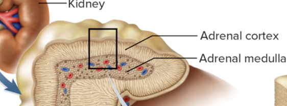 <p>cortex and medulla </p><p>(endorcine/cortex and neuroendocrine/medulla functions)</p>