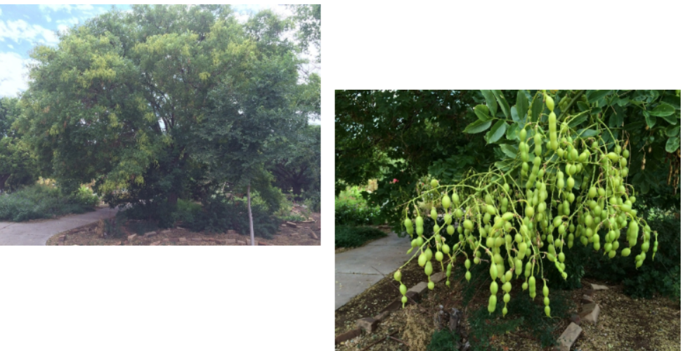 <p>Japanese Pagoda Tree (S. j)</p>