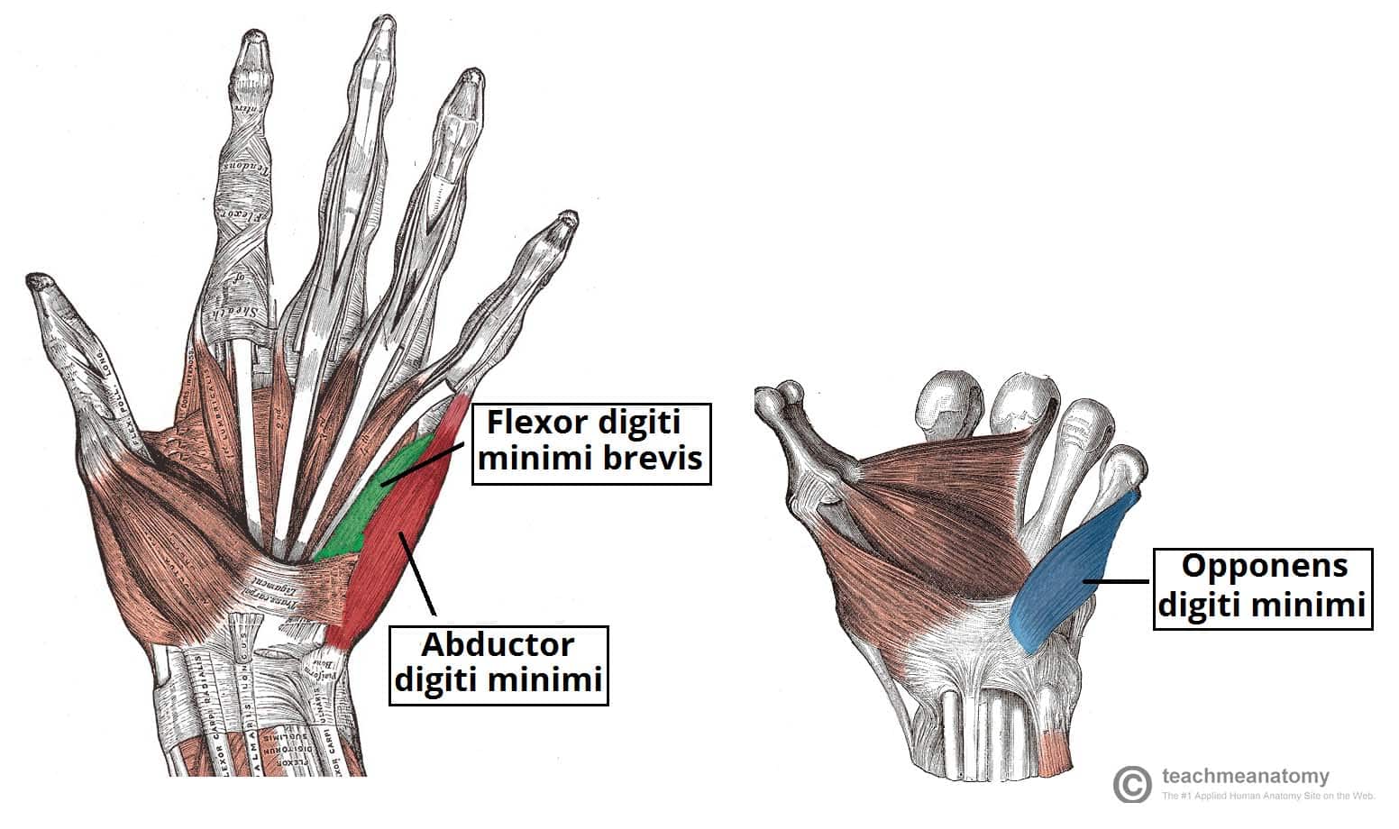 <p>Hypothenar muscle actions</p>