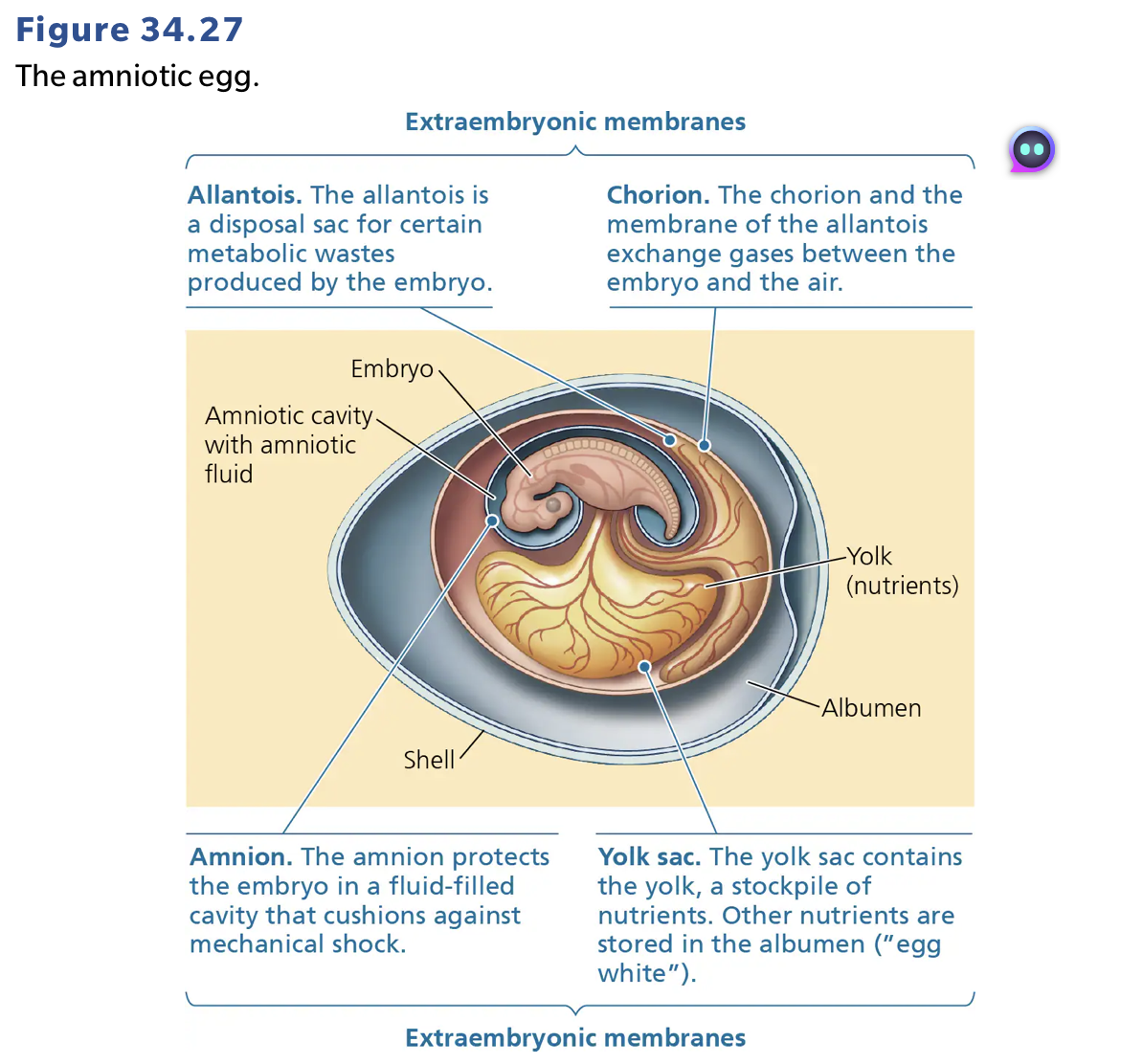 knowt flashcard image