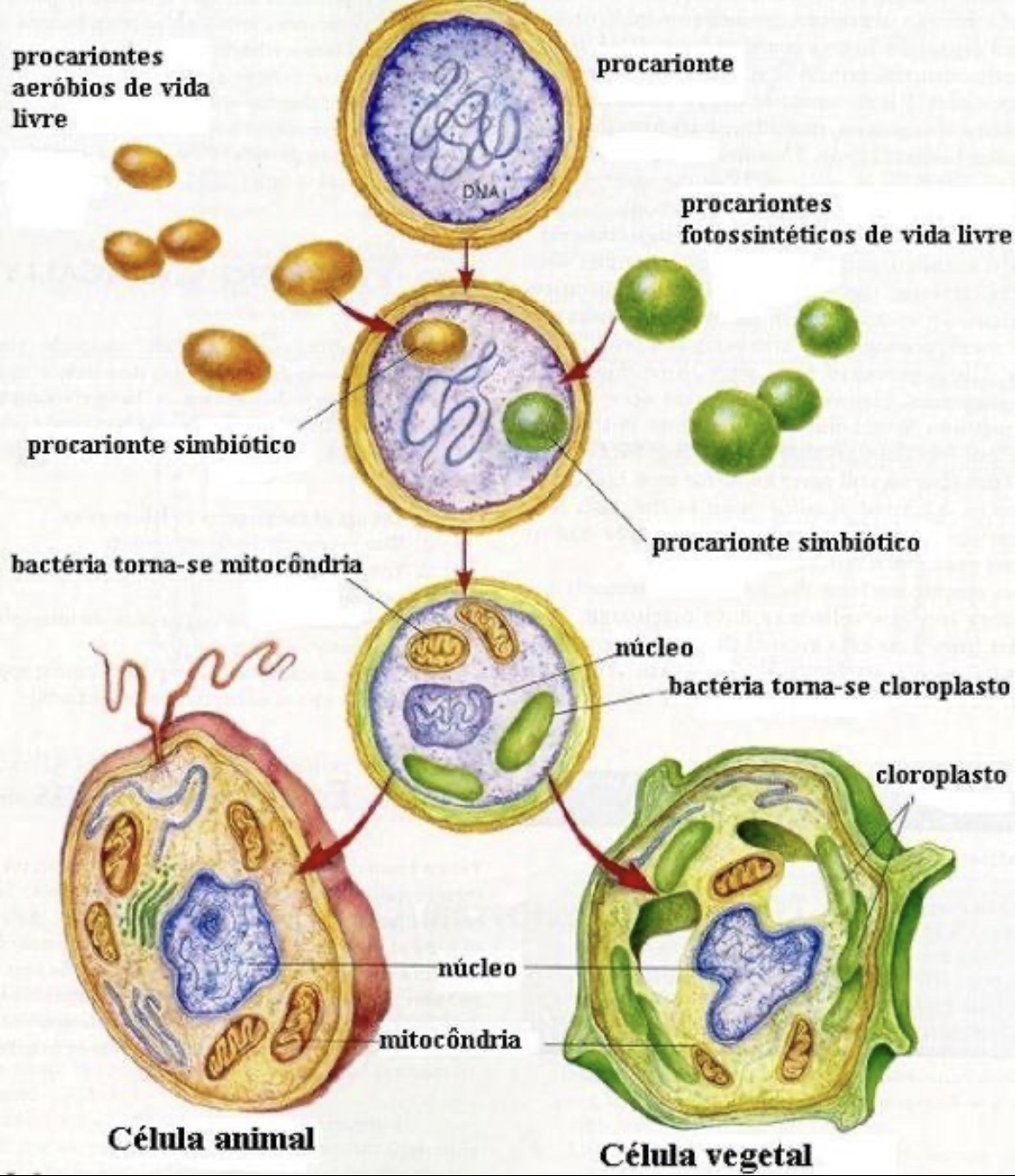 <p><span>Mitocôndrias e cloroplastos surgiram de bactérias englobadas por uma célula eucarionte primitiva que passaram a viver em simbiose.</span></p>