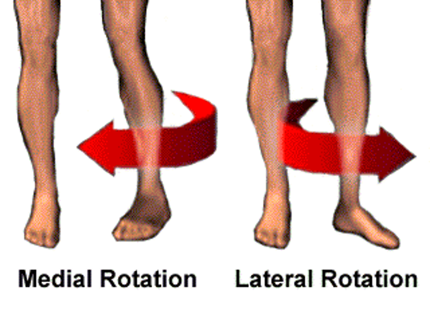 <p>also known as internal rotation is a rotational movement of a bone or a body part towards the midline of the body. Medial rotation Rotating toward the median plane</p><p>Example: Medial rotation of the arm at the shoulder joint found in the swinging motion after hitting the ball in tennis or golf.</p>