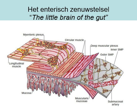 <p><span>Organisatie darmwand</span></p><p style="text-align: left;"></p><p style="text-align: left;"><span>Longitudinale en circulaire spierlaag, waartussen myenterische plexus en submucosale plexussen voor autonome regeling van de spieren.</span></p><p style="text-align: left;"></p><p style="text-align: left;"><span>Darmand zal volldig zelf zijn ritme bepalen door deze plexi.</span></p><p style="text-align: left;"></p><p style="text-align: left;"><span>Het is een eigen zenuwstelsel, omdat hier evenveel neuronen aanwezig zijn als in kleine hersenen centraal.</span></p>