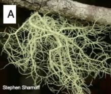 <p>Which lichen growth form is this? </p>