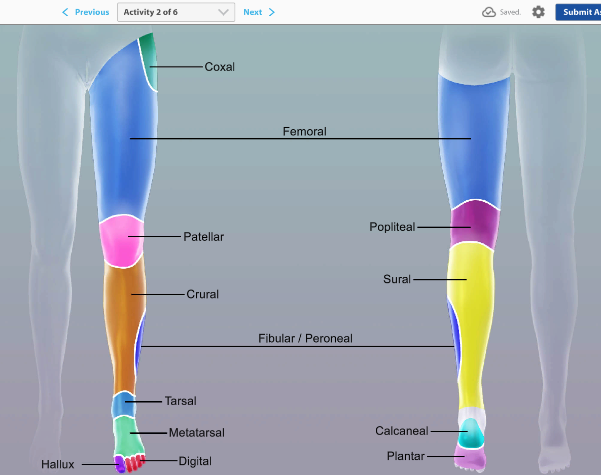 <p>patellar</p>