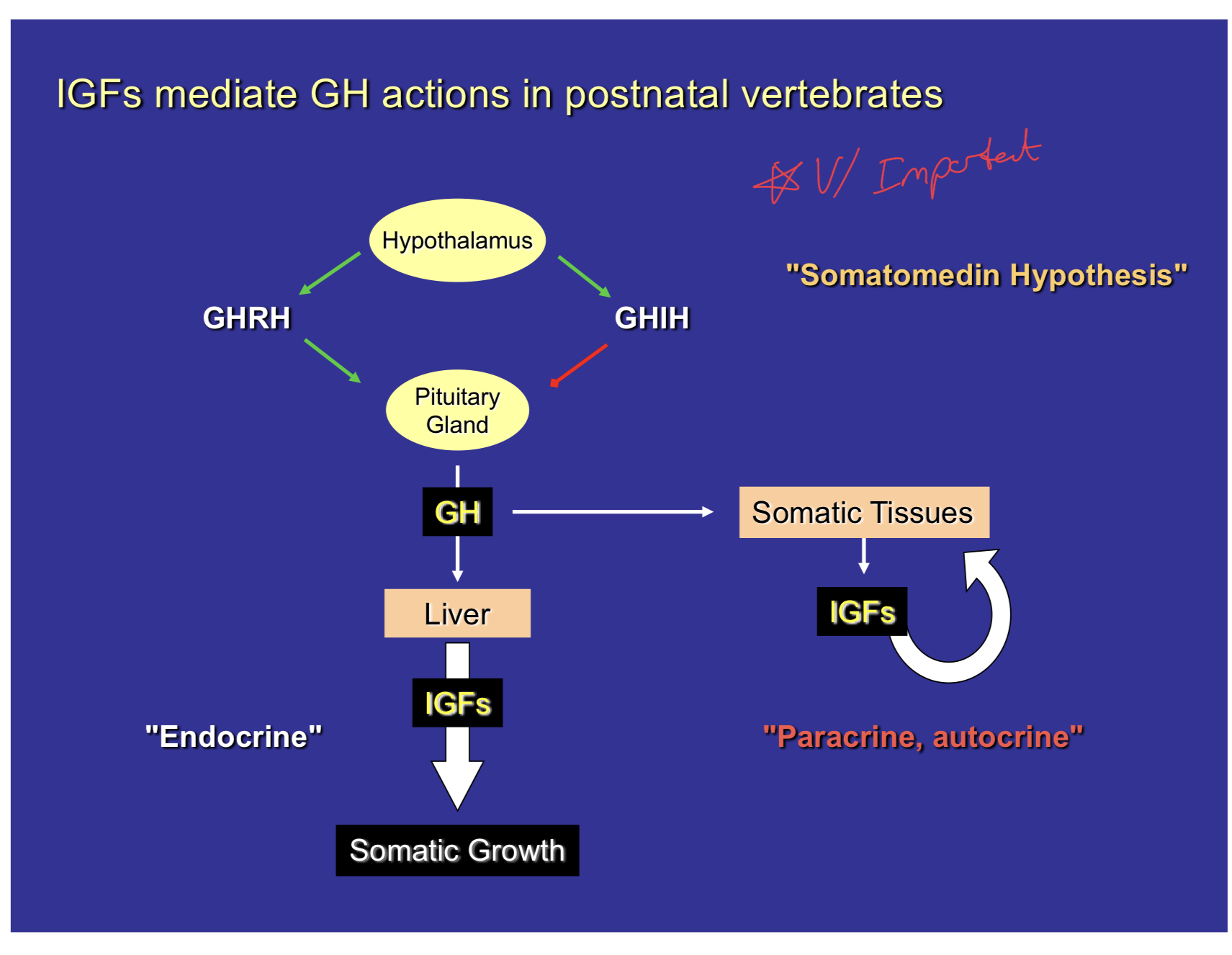 <p>Pathway proposed to explain the course of growth hormone throughout our bodies.</p><p>Begins at the hypothalamus, where it either releases GHRH or GHIH depending on the existing levels of growth hormone in our bodies.</p><p>These hormones then travel through the portal vein system to the anterior pituitary to trigger the release or inhibition of growth hormone.</p><p>When growth hormone is released, it travels to the liver and to somatic tissues.</p><p>At both the liver and somatic tissues, Insulin-like growth factors, another class of peptide hormones, is released which can trigger somatic growth in both.</p><p>In the somatic tissues, the IGF works through a paracrine/autocrine system, as it is released by those tissues and affects those tissues</p><p>In the liver, the IGF travels through the circulatory system in an endocrine pathway to trigger growth of somatic tissues.</p><p>There is negative feedback on this system, when there is lots of IGF present, negative feedback on pituitary and on the hypothalamus. Also, when there is too much GH detected, negative feedback occurs on the hypothalamus to release GHIH or decrease GHRH.</p>