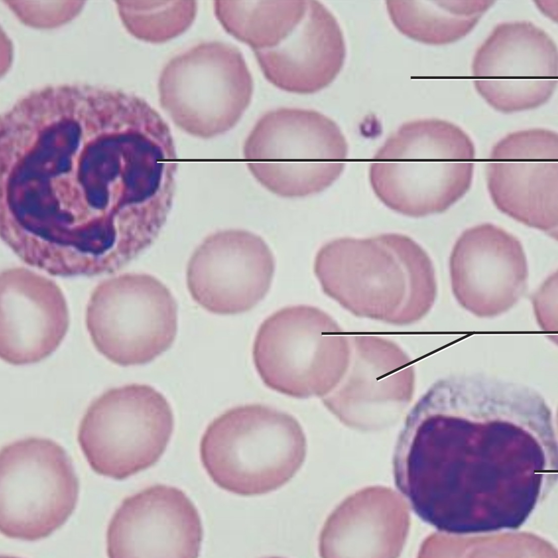<p><span>Blood vessels</span></p>
