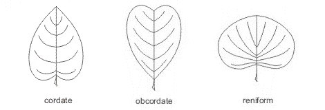 <p>inversely heart-shaped</p>