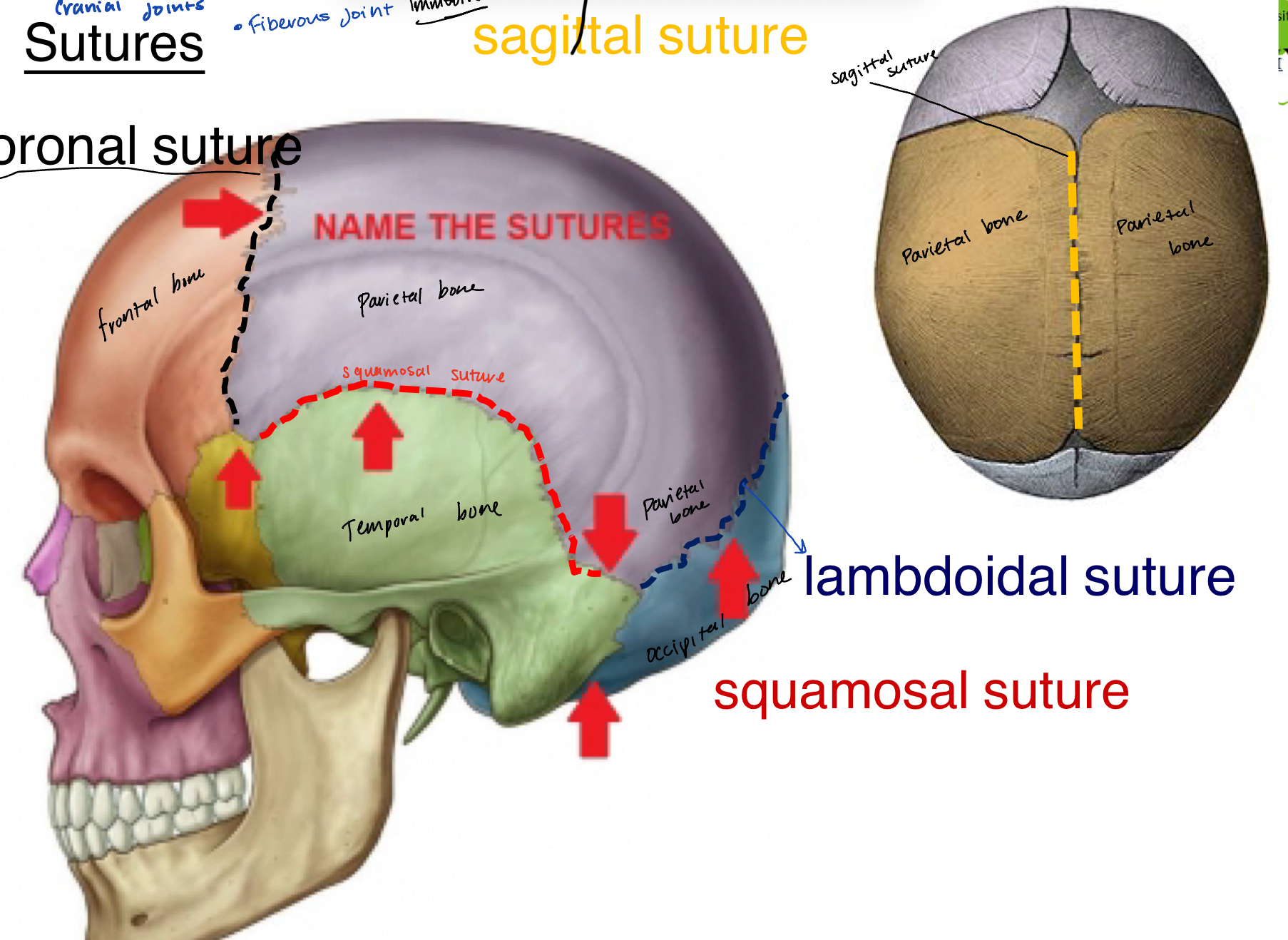 <p>partietal bone and occiptal bone</p>