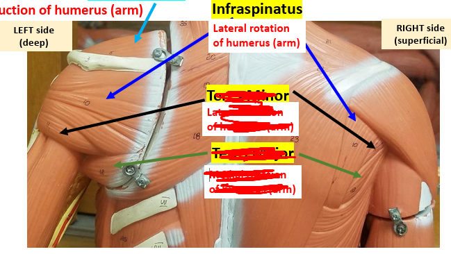 <p><strong>Insertion: </strong>Greater tubercle of humerus.<strong><br>Action: </strong>Laterally rotates arm.<strong><br>Synergist: </strong><span style="color: rgb(248, 248, 248);">Teres minor.</span></p><p><span style="color: rgb(237, 2, 2);"><strong>Antagonist: </strong></span><span style="color: rgb(248, 248, 248);">Subscapularis.</span></p>