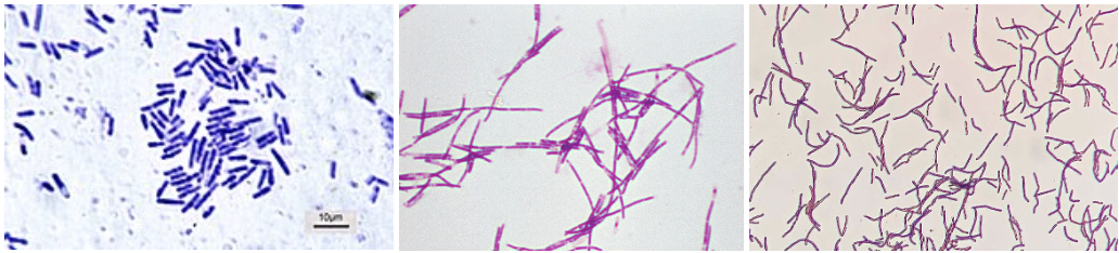<p>what bacterial shape is this?</p>