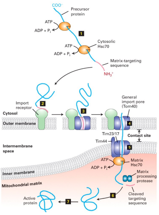 <p><u>Occurs across both membranes @ once </u></p><ul><li><p><strong>Cytosolic chaperones</strong> keep protein unfolded </p></li><li><p><strong>Import receptor + TOM40 Complex</strong> = recognize signal sequence </p></li><li><p>Protein transported through TOM40 complex → TIM44-TIM23/17 complex @ contact site </p><ul><li><p><strong>Contact site</strong> = specialized region where outer + inner membranes are tightly tethered to facilitate transfer of precursor proteins </p></li></ul></li><li><p><strong>Matrix chaperone</strong> = binds protein + pull unfolded proteins across inner membrane → matrix</p></li><li><p><strong>Matrix protease</strong> = cleaves signal sequence </p></li></ul><p></p>
