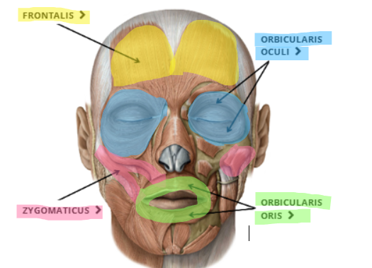<p><span style="background-color: inherit;">surrounds the mouth and enables the puckering of lips. It originates on the maxillary bones or mandible and sometimes referred as a kissing muscle.</span></p>