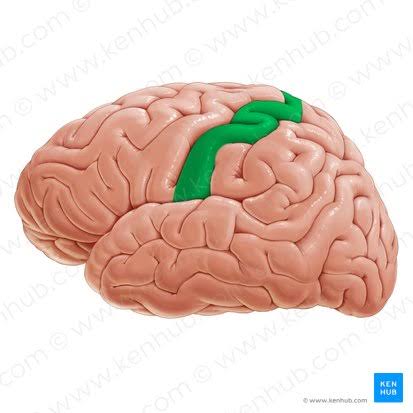 <p>a prominent ridge in the parietal lobe of the brain that houses the primary somatosensory cortex, processes body sensations like touch, and organizes feelings via the sensory homunculus.</p>