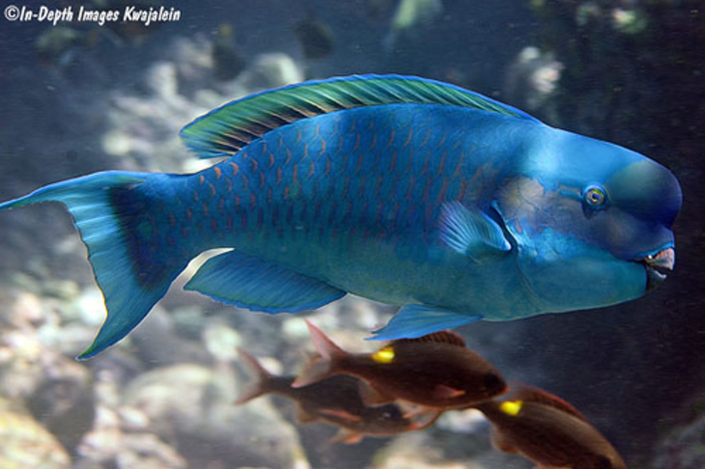 <p>Chlorurus microrhinos</p>